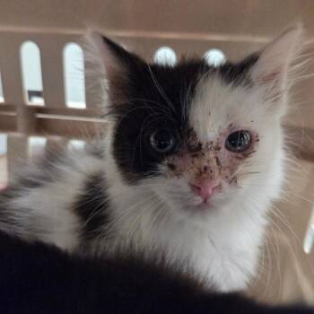 Pompeii -  Domestic Medium Hair Cat for Adoption in Chattanooga, Tennessee - Pompeii | PetCurious