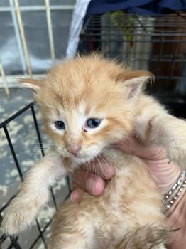 Rescue Domestic Short Hair Cats for Adoption in Dallas, Texas - MAISIE | PetCurious