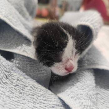 Minka -  Domestic Short Hair Cat for Adoption in Edinburg, Texas - Minka | PetCurious