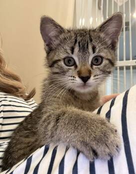 Brad Kitt -  Domestic Short Hair Cat for Adoption in Collierville, Tennessee - Brad Kitt | PetCurious