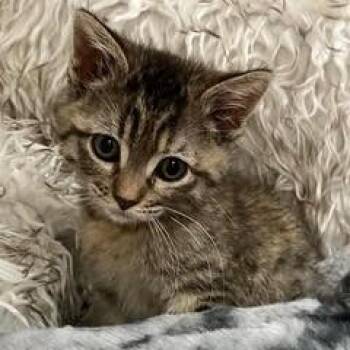 Domestic Short Hair Cats Available for Adoption - Xanadu--Adoptable With Bonded Companion, Narnia | PetCurious