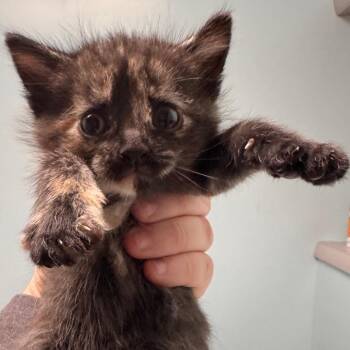 Domestic Short Hair Cats Available for Adoption - Cactus Blossom | PetCurious