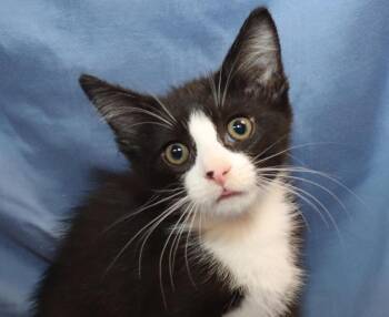 Monkey -  Domestic Short Hair Cat for Adoption in Euclid, Ohio - Monkey | PetCurious
