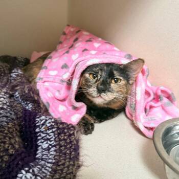 Luvs -  Domestic Short Hair Cat for Adoption in Great Falls, Montana - Luvs | PetCurious