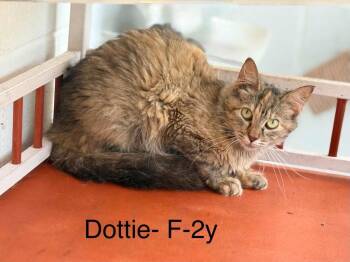 dottie -  Domestic Long Hair Cat for Adoption in Waverly, Tennessee - Dottie | PetCurious