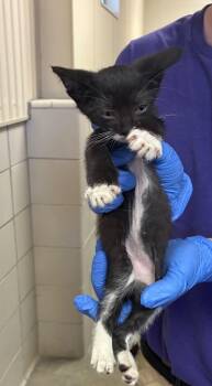 Esme -  Domestic Short Hair Cat for Adoption in Bossier City, Louisiana - Esme | PetCurious