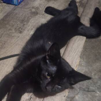 Rescue Domestic Short Hair Cats for Adoption in Arizona City, Arizona - Spade | PetCurious