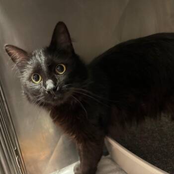 Smuckers -  Domestic Medium Hair Cat for Adoption in Edwardsville, Illinois - Smuckers | PetCurious