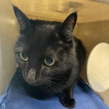 Spock -  Domestic Short Hair Cat for Adoption in Pasadena, California - Spock | PetCurious