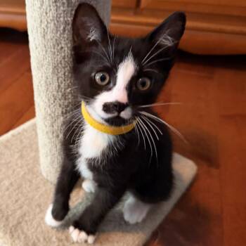 Inky -  Domestic Short Hair Cat for Adoption in Philadelphia, Pennsylvania - Inky | PetCurious