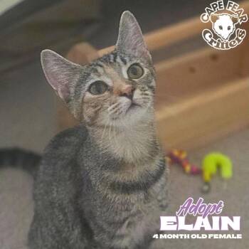 Elain -  Domestic Short Hair Cat for Adoption in Wilmington, North Carolina - Elain | PetCurious