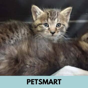 Garlique -  Domestic Short Hair Cat for Adoption in Lakewood, Colorado - Garlique | PetCurious