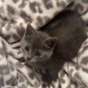Eliana -  Domestic Short Hair Cat for Adoption in Columbus, North Carolina - Eliana | PetCurious