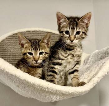 Donut -  Domestic Short Hair Cat Available for Adoption in New Berlin, Wisconsin - Donut | PetCurious