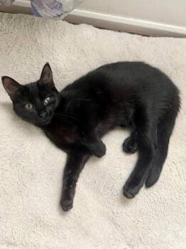 Harvard -  Domestic Short Hair Cat for Adoption in Williamsport, Pennsylvania - Harvard | PetCurious