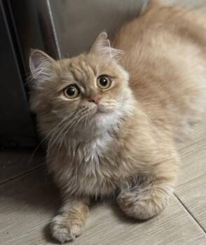 Solana -  Siberian and Domestic Long Hair Cat for Adoption in Brampton, Ontario - Solana | PetCurious