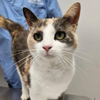 Pearl -  Domestic Short Hair Cat for Adoption in Oneonta, New York - Pearl | PetCurious