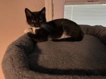 Finn -  Domestic Long Hair Cat for Adoption in St. Peters, Missouri - Finn | PetCurious
