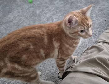 Rescue Domestic Short Hair Cats for Adoption in Plano, Texas - Honey | PetCurious