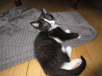 Oupsi (FA - FF) -  Domestic Short Hair Cat Available for Adoption in Sainte-angèle-de-monnoir, Quebec - Oupsi (FA - FF) | PetCurious
