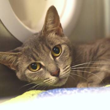 Tiggy -  Domestic Short Hair Cat for Adoption in Belleville, Illinois - Tiggy | PetCurious