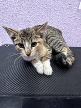 Dolly Parton -  Domestic Medium Hair Cat for Adoption in El Paso, Texas - Dolly Parton | PetCurious