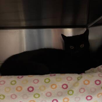 Chaco -  Domestic Short Hair Cat for Adoption in Flagstaff, Arizona - Chaco | PetCurious