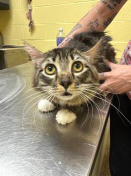 BEETHOVEN -  Domestic Medium Hair Cat for Adoption in Crossville, Tennessee - BEETHOVEN | PetCurious