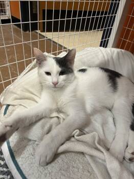 Farley -  Domestic Short Hair Cat for Adoption in Blasdell, New York - Farley | PetCurious
