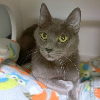 Domestic Short Hair Cats Available for Adoption in Woodinville, Washington - Cheeseburger | PetCurious