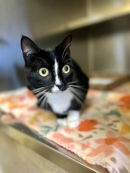 Clawdia -  Domestic Short Hair Cat Available for Adoption in Dayton, Ohio - Clawdia | PetCurious