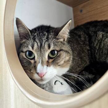 Rescue Domestic Short Hair Cats for Adoption in Laredo, Texas - Hunter | PetCurious