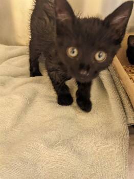 A053362 -  Domestic Short Hair Cat for Adoption in Alameda, California - A053362 | PetCurious