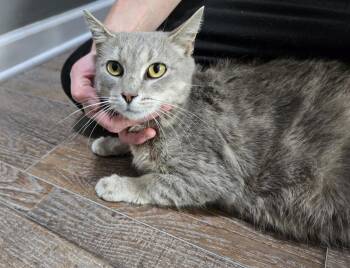 Macaroni -  Domestic Short Hair Cat for Adoption in Dickson, Tennessee - Macaroni | PetCurious