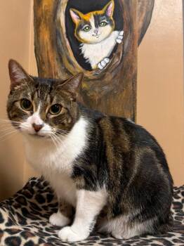 Lady Bug -  Domestic Short Hair Cat for Adoption in Ocala, Florida - Lady Bug | PetCurious