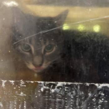 Tennyson -  Domestic Short Hair Cat for Adoption in Philadelphia, Pennsylvania - Tennyson | PetCurious