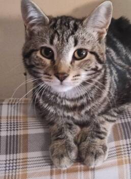 Rescue Domestic Short Hair Cats for Adoption in Spencerville, Ontario - Brynn | PetCurious