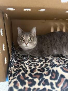 MEIKO -  Domestic Short Hair Cat for Adoption in Omaha, Nebraska - MEIKO | PetCurious