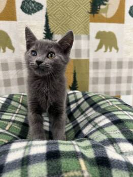 Rescue Domestic Medium Hair Cats for Adoption in Brookings, Oregon - Gasparo | PetCurious