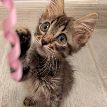 Rescue Domestic Short Hair Cats for Adoption in Austin, Texas - Katia 16 | PetCurious