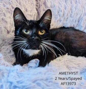 Domestic Short Hair Cats Available for Adoption - Amethyst | PetCurious