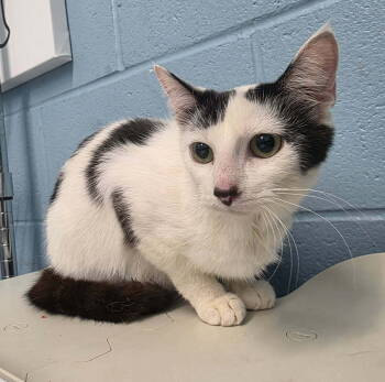 Rescue Domestic Short Hair Cats for Adoption in Evansville, Indiana - Oshka | PetCurious