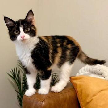 Bluebell Faye Calico Cutie -  Calico and Domestic Medium Hair Cat for Adoption in Friendswood, Texas - Bluebell Faye Calico Cutie | PetCurious
