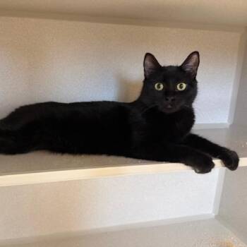 Domestic Short Hair Cats Available for Adoption in Washougal, Washington - Amaze!Amaze!Amaze! | PetCurious