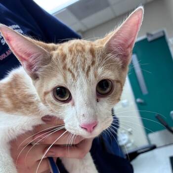 Sargento -  Domestic Short Hair Cat for Adoption in Reno, Nevada - Sargento | PetCurious