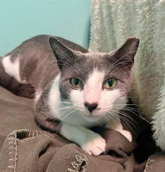 CUPID -  Domestic Short Hair Cat for Adoption in Palmetto, Florida - CUPID | PetCurious