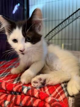Harold -  Domestic Long Hair Cat for Adoption in Peru, New York - Harold | PetCurious