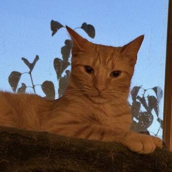 Krishna -  Domestic Short Hair Cat for Adoption in Buffalo, New York - Krishna | PetCurious