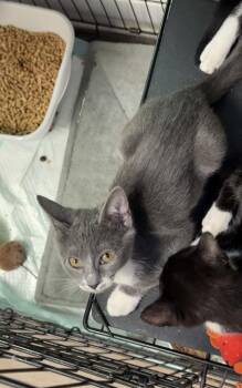 Pink -  Domestic Short Hair Cat for Adoption in Lawrenceville, Georgia - Pink | PetCurious