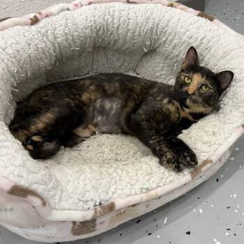 Domestic Short Hair Cats Available for Adoption in Tom Bean, Texas - Thelma | PetCurious